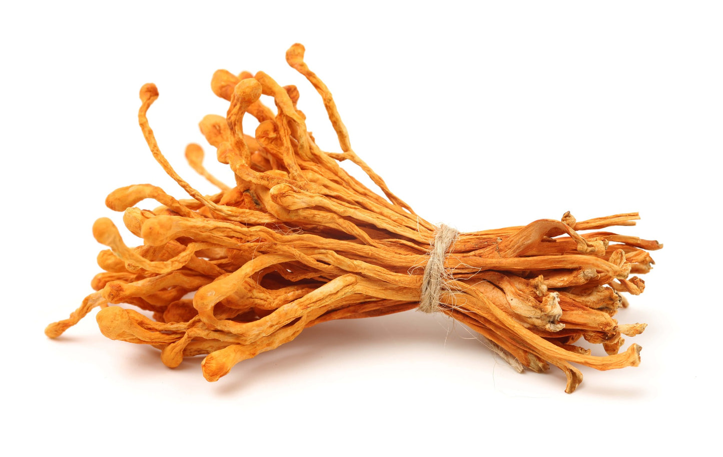 Cordyceps Militaris Image