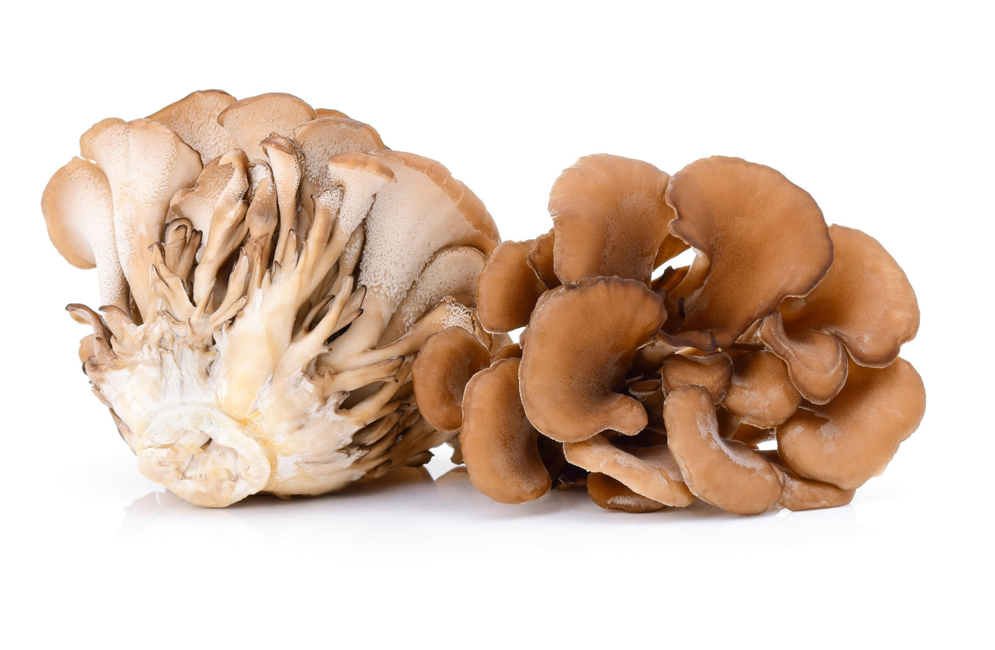Maitake Image