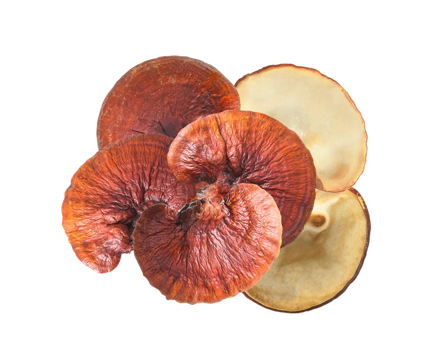 Reishi Image