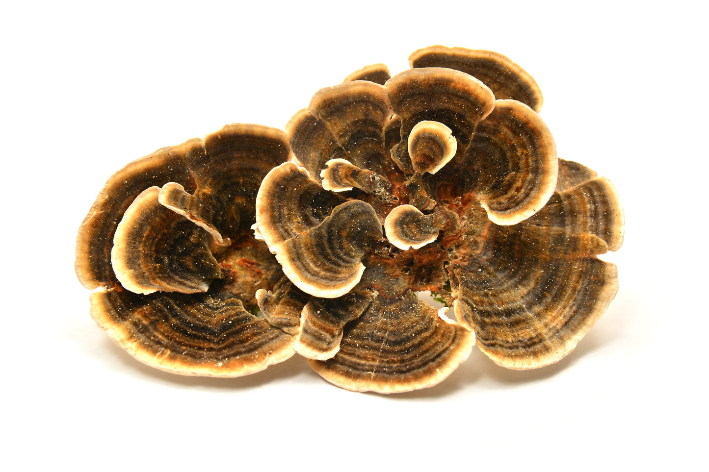 Turkey Tail Image