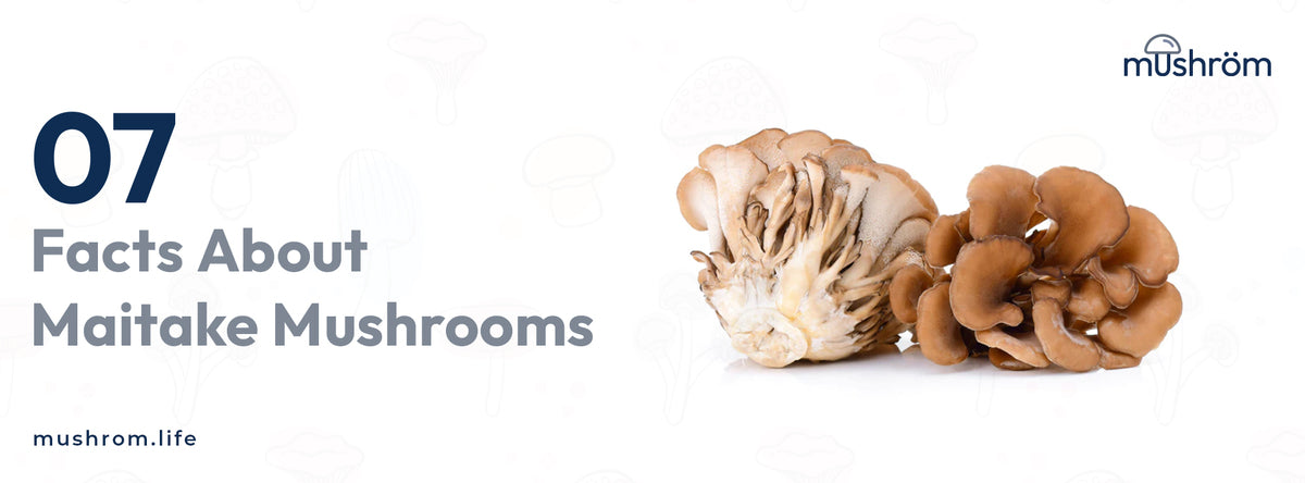 Maitake Mushrooms - 7 Interesting Facts – Mushrom