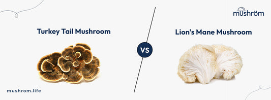 Turkey Tail Mushroom Vs. Lion's Mane - Difference